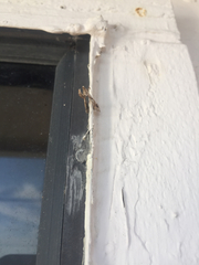 Lineodes