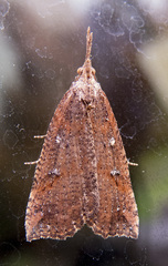 Hypena californica