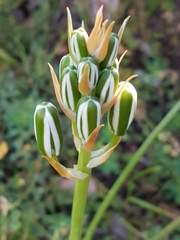 Albuca longifolia