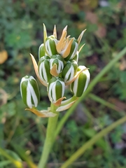 Albuca longifolia