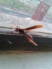 Polistes lanio