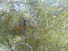 Hakea carinata