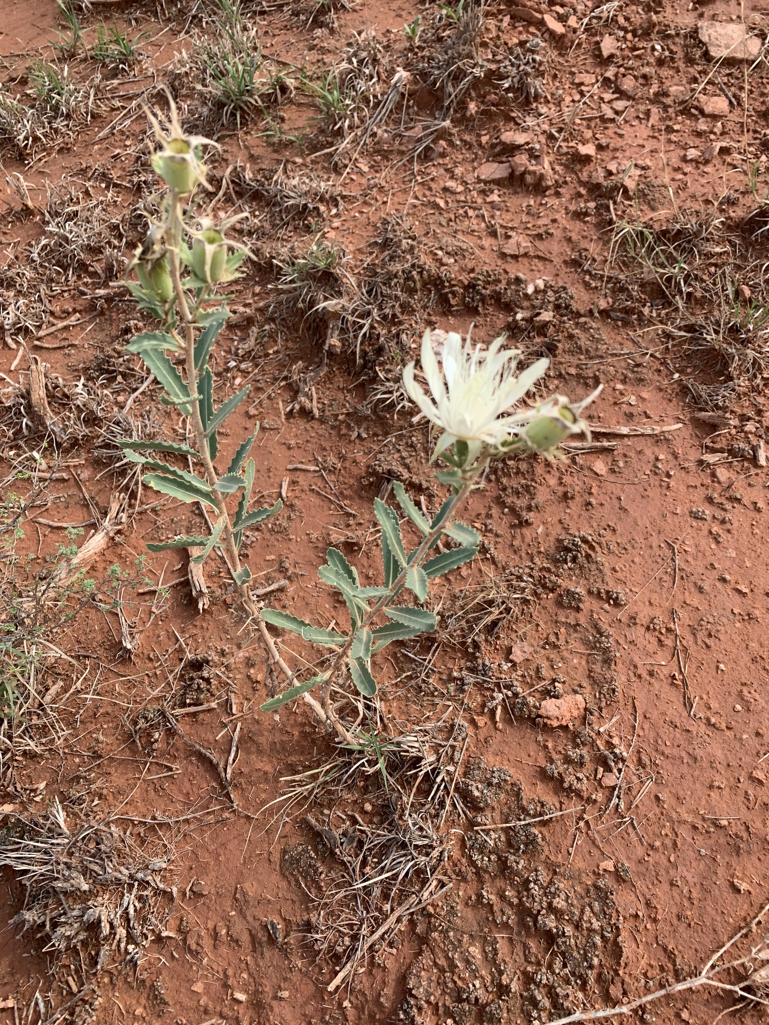 Mentzelia nuda var. stricta