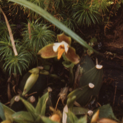 Lycaste deppei