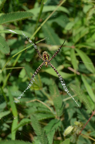 Oval Saint Andrew's Cross Spider