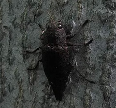 Chrysochroinae