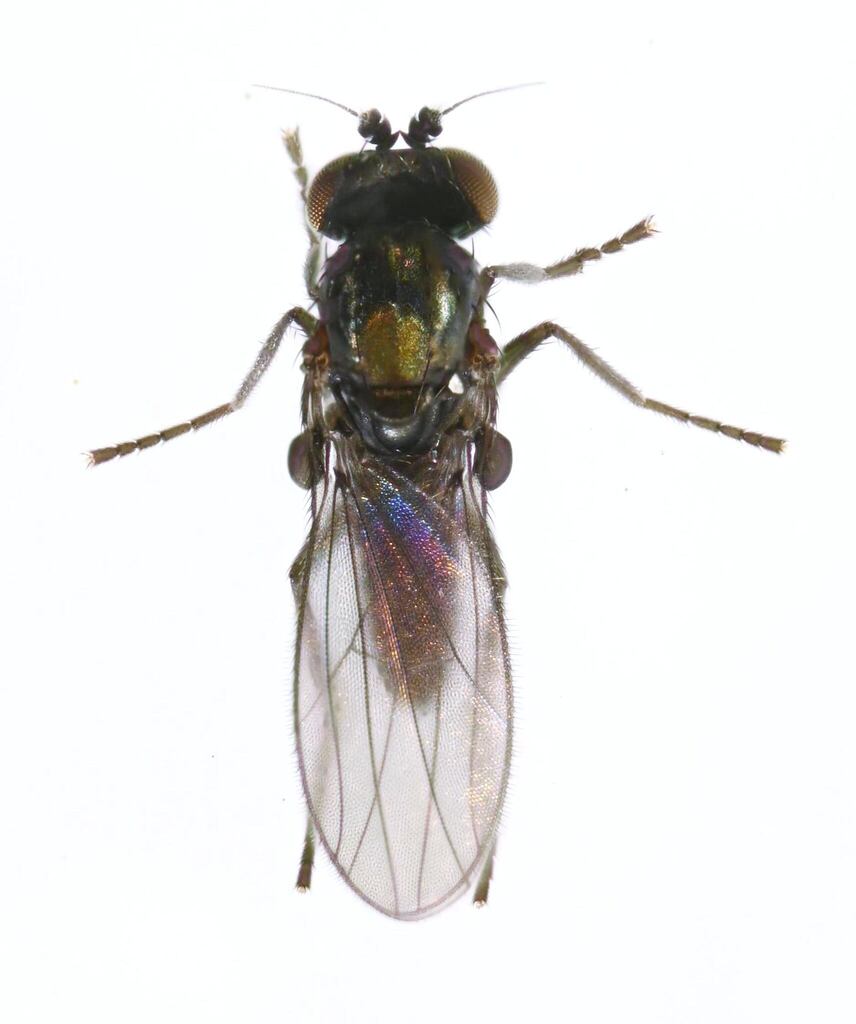 Enliniinae