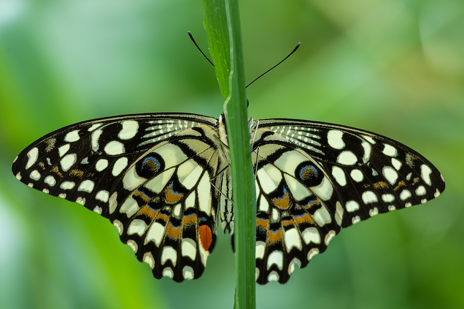 Lime Swallowtail