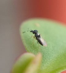 Anagyrini