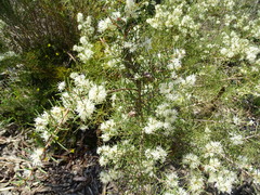Hakea rugosa