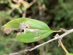 Stigmella rhamnicola
