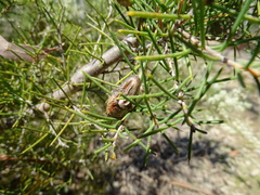 Hakea rugosa