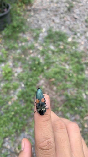Strigoptera bimaculata