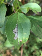 Stigmella rhamnicola