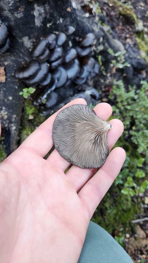 Pleurotus purpureo-olivaceus