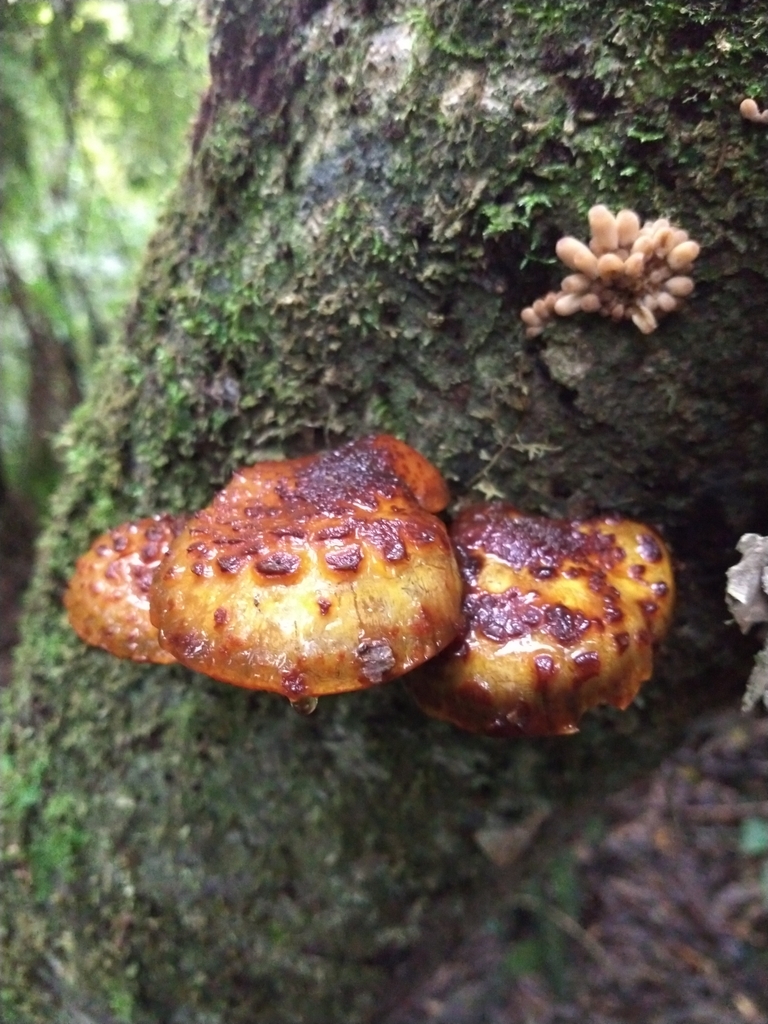 Pholiota glutinosa · July 2025 · photo: © felixcollins (iNaturalist, cc0)