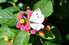 Pieris rapae