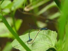 Acanthagrion quadratum