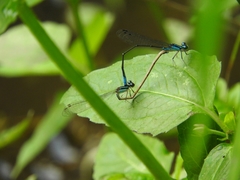 Acanthagrion quadratum