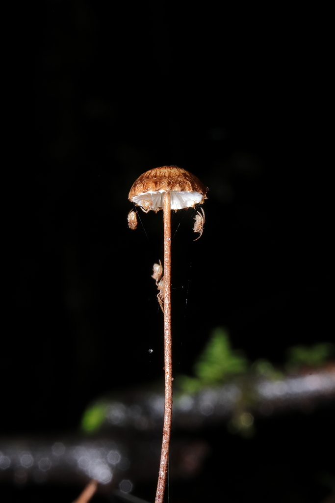 Crinipellis procera · June 2025 · photo: © haydenj (iNaturalist, cc-by)