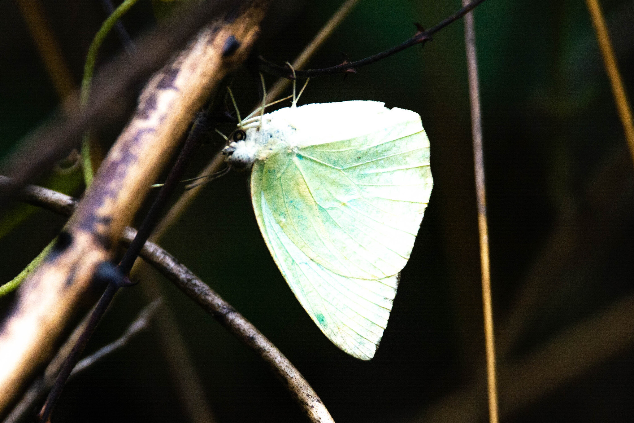 Mottled Emigrant