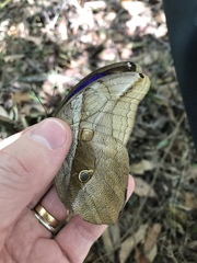 Eryphanis automedon