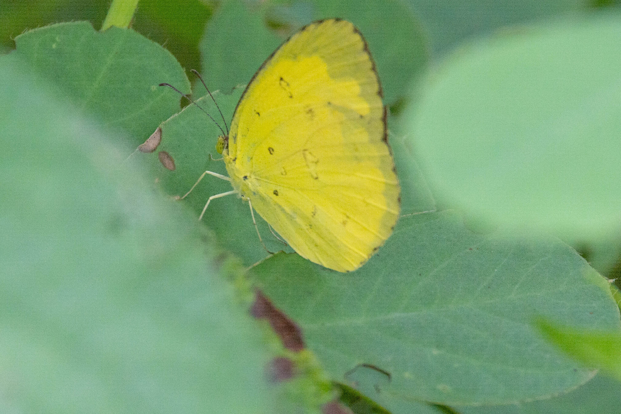 Common Grass Yellow