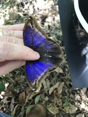 Eryphanis automedon