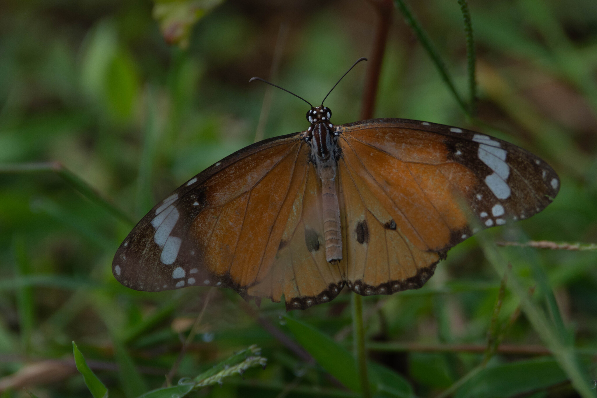 Plain Tiger
