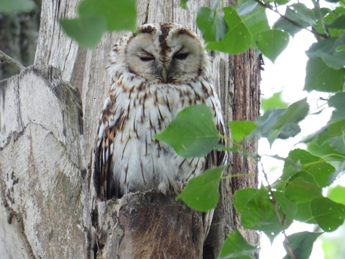 View observation of {o.common_name} on iNaturalist