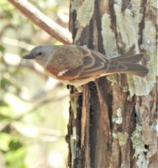 Southern Grey-Headed Sparrow photo 4