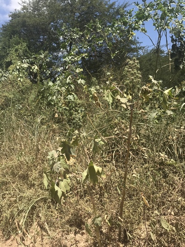 castor bean