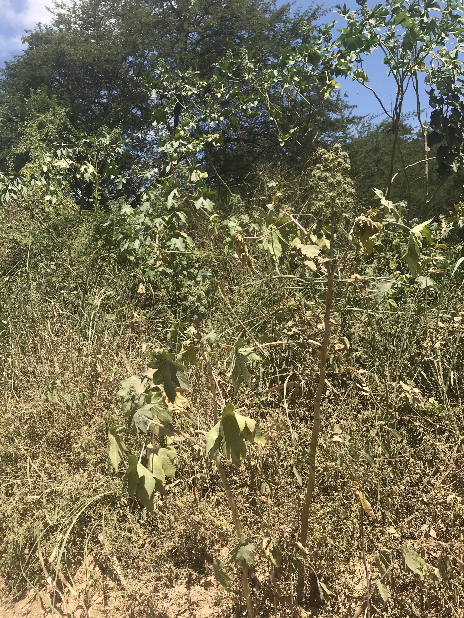 Ricinus communis