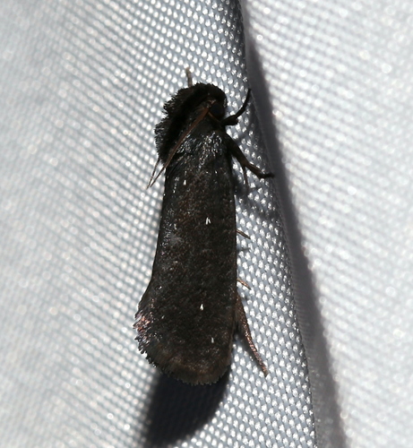 Walsingham's Grass Tubeworm Moth photo 5