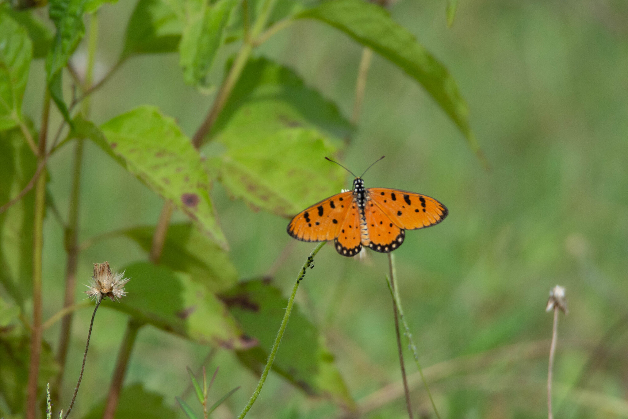 Tawny Coster