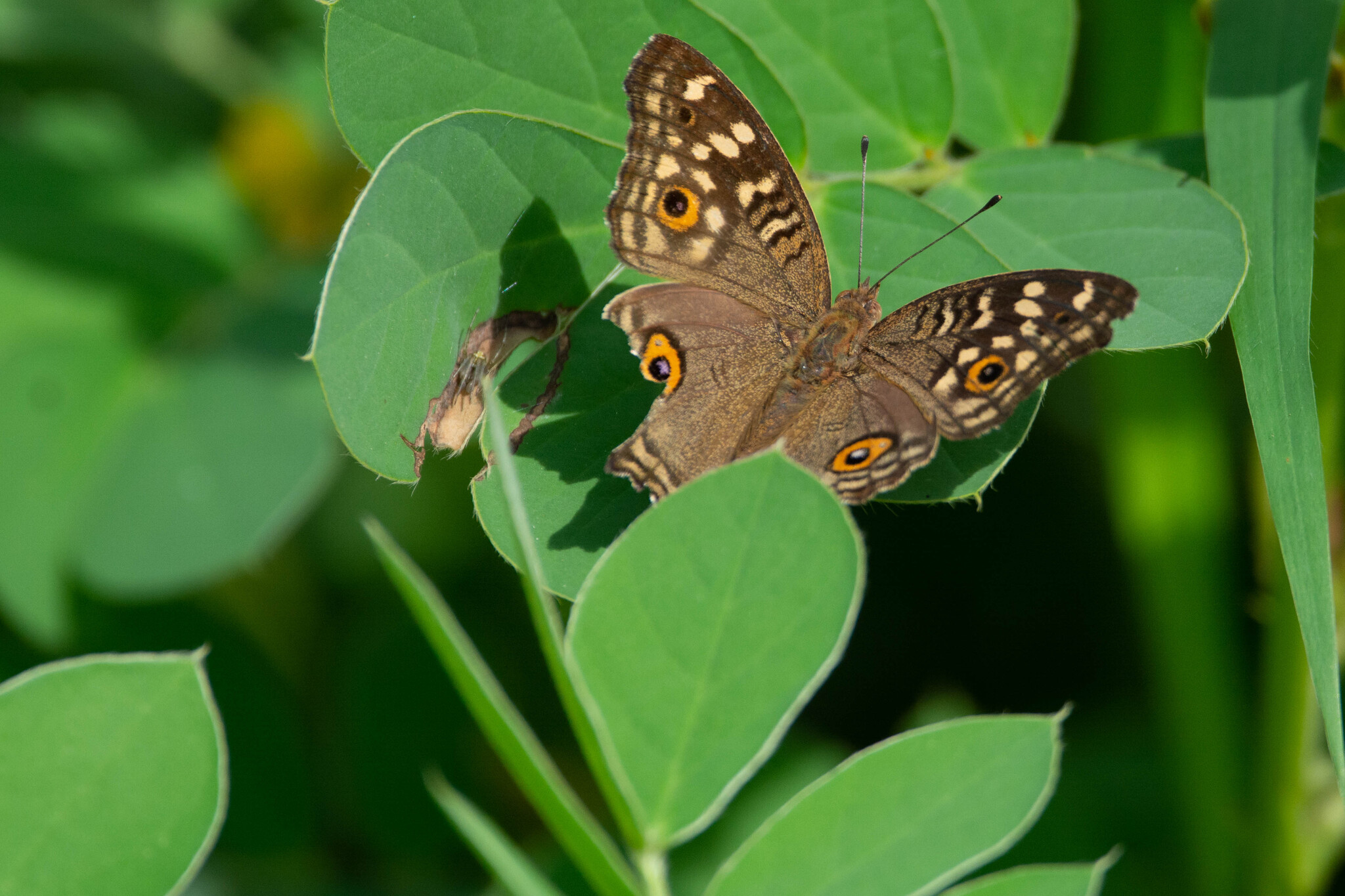 Lemon Pansy