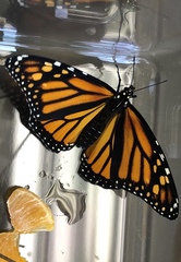 Danaus plexippus