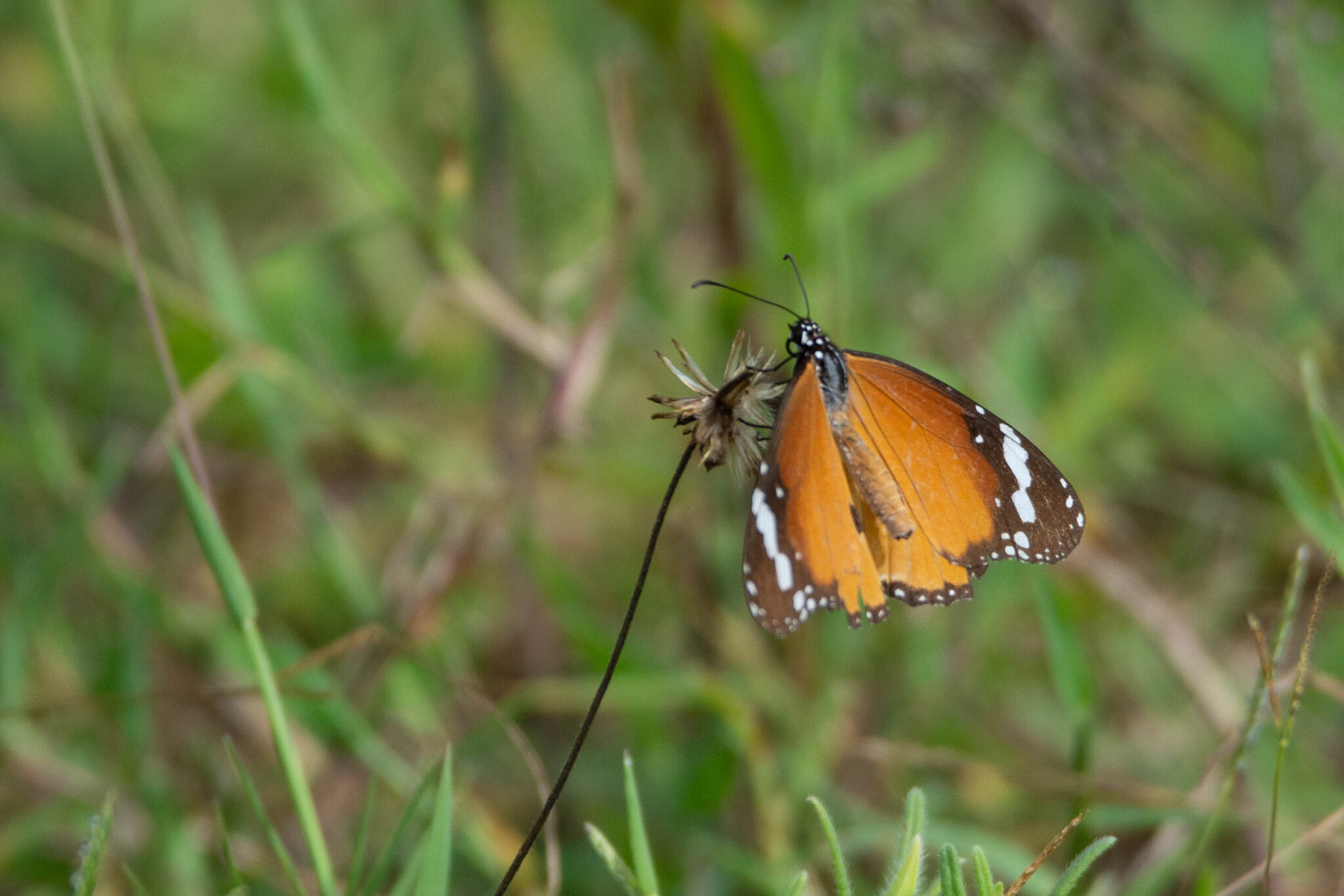 Plain Tiger