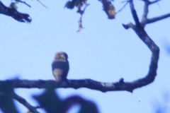 Glaucidium radiatum