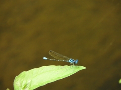 Argia rhoadsi
