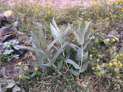 Asclepias glaucescens