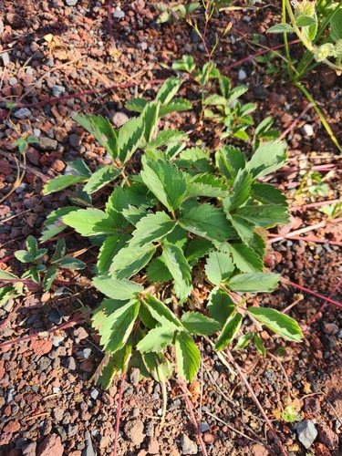 Fragaria cascadensis