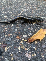Ambystoma tigrinum