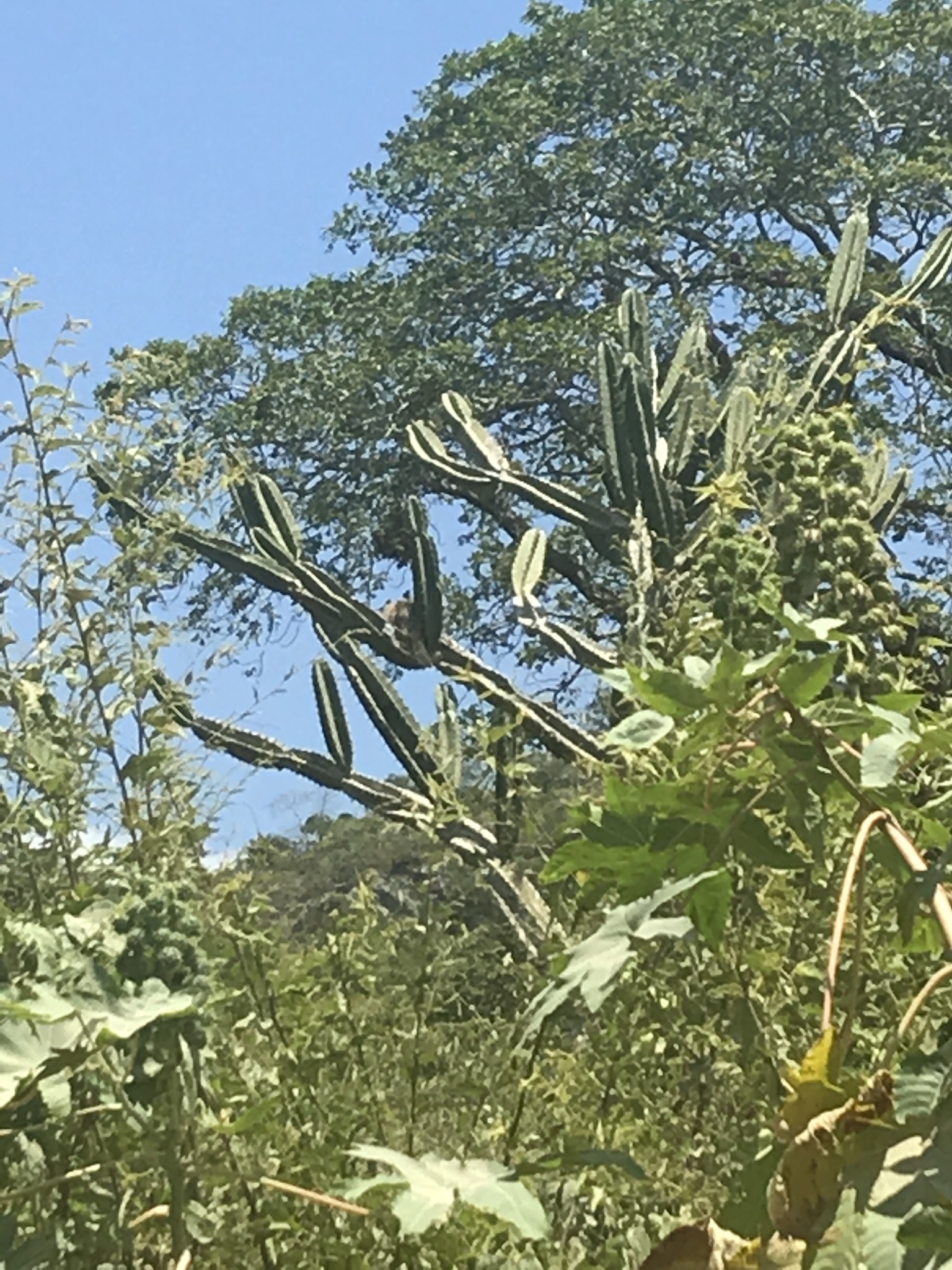 Cereus jamacaru