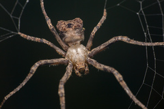 Cyphalonotus
