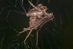 Cyphalonotus
