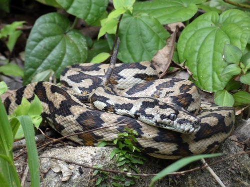 Jungle Carpet Python sighting