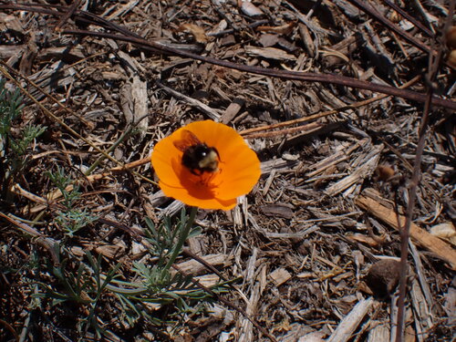iNaturalist observation photo of Yellow-faced Bumble Bee