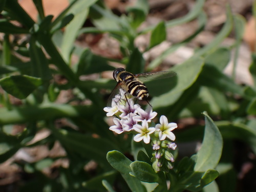 iNaturalist observation photo of Villa lateralis