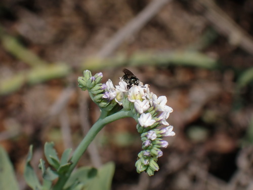 iNaturalist observation photo of Zadontomerus